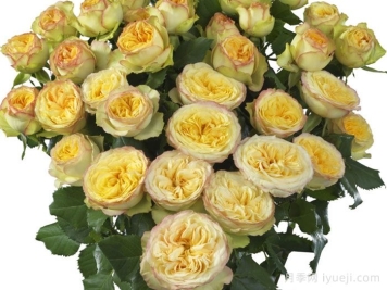 瑜伽潮流月季Yoga Trendsetter