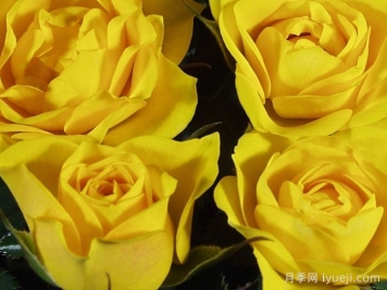 永远的热黄月季Hot Yellow Forever