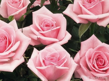 永远的纽约月季New York Forever