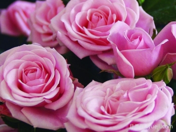 永远的蒙斯特拉月季/蒙特克里斯泰勒月季Monte Cristella Forever