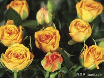 永远的梅西纳月季/永远的墨西拿Messina Forever