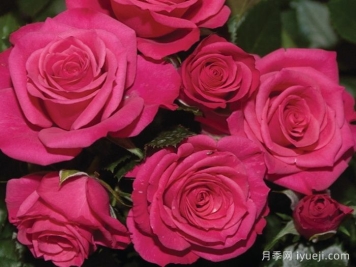 永远的罗马月季Roma Forever