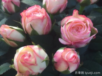 永远的哈瓦那月季Havana Forever