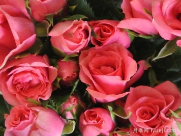 永远的粉色莫斯科月季Pink Moscow Forever