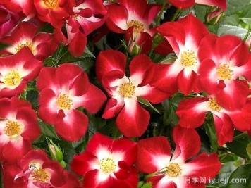 永耀红宝石月季/永辉红宝石Everglow Ruby