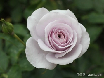 永恒的薰衣草月季/永恒紫色月季Everlasting Lavender