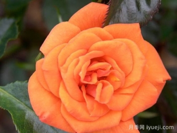 萤火虫月季Firefly