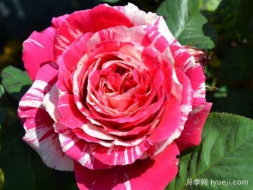 最佳印象月季Best Impression