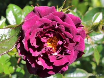 钻石之眼月季/钻石眼Diamond Eyes