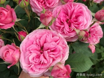 祖母粉色月季/祖母的粉色Grandma's Pink