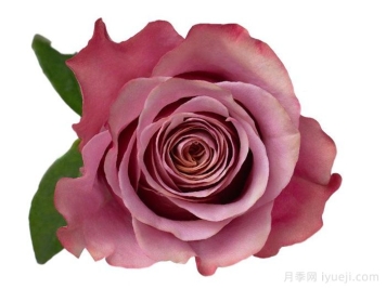 紫月月季Purple Moon