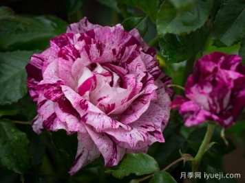 紫虎月季/胭脂虎/黑龙Purple Tiger