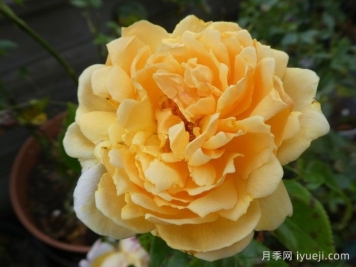 追忆帕特里克月季Patrick Devedjian