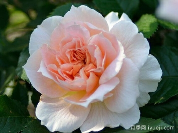 珠贝之心月季/珍珠之心月季Coeur de Nacre