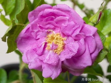 智慧跑者月季/聪明走鹃Smart Roadrunner