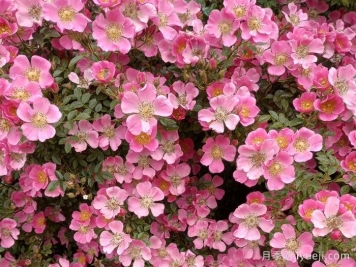 中心舞台月季Centre Stage