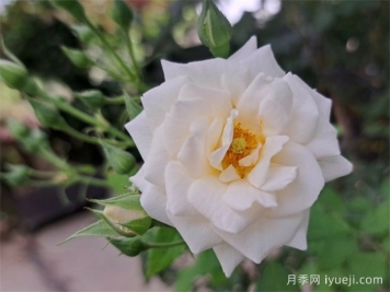 仲夏雪月季Midsummersnow