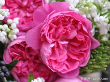 治疗天使拉斐尔月季/拉斐尔Raphael