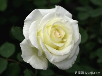 至善月季The Finest