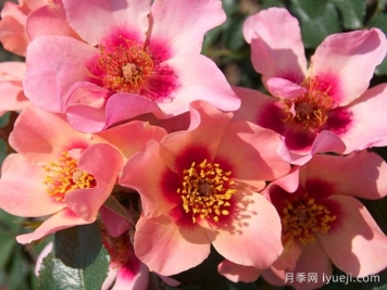 只为你的眼睛月季/唯你可见/只为你的双眼For Your Eyes Only