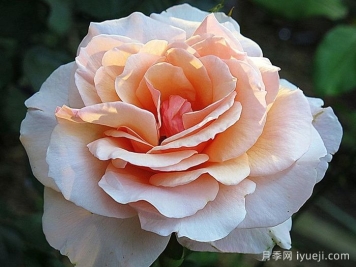 珍珠贝母月季Mother of Pearl