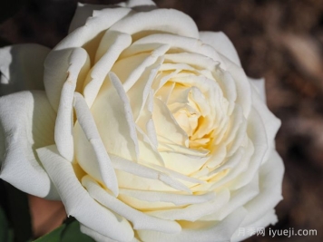 珍妮莫罗月季Jeanne Moreau