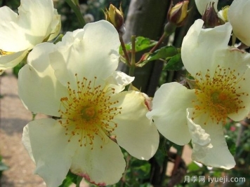 泽西美人月季/泽西美女Jersey Beauty