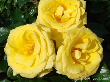 园丁荣耀月季Gardener's Glory