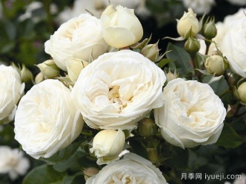 月亮女神月季/阿尔特弥斯月季Artemis