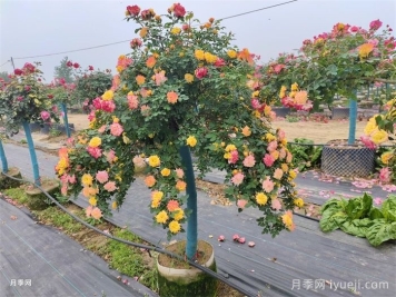 月季盆景如何制造？