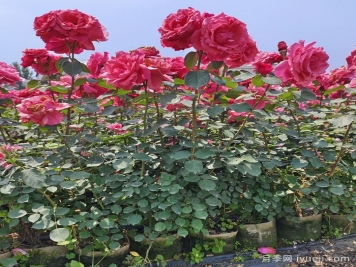 广东地区月季的修剪和养护