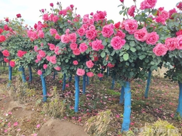 月季花越剪越旺，教你不同情况下月季花的修剪方法