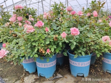 切花月季/切花月季苗