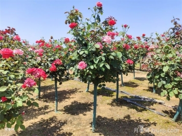 3公分树状月季/3公分月季树