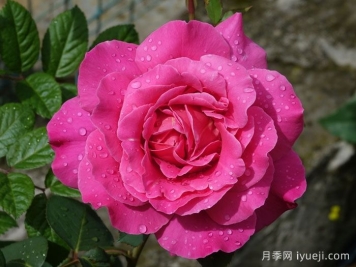 粉和平月季/娇娥Pink Peace