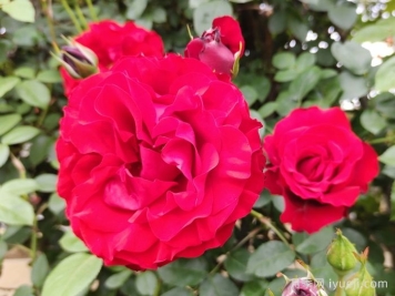 御用马车月季Parkdirektor Riggers