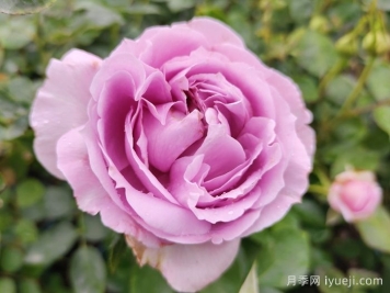 蓝色风暴月季/暗恋的心Shinoburedo