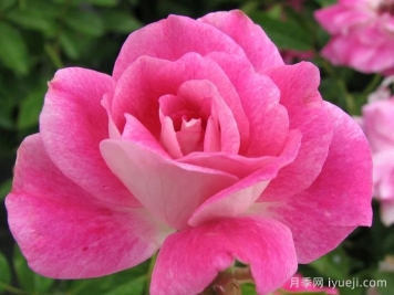 亮粉冰山月季/深粉冰山Brilliant Pink Iceberg