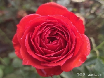 红苹果月季Red Apple