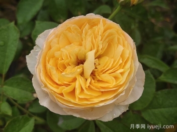 朱丽叶月季/切花朱丽叶Juliet