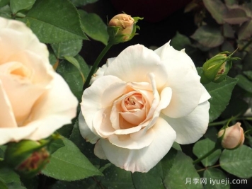 比利时公主月季Princesse Astrid de Belgique