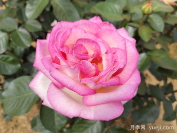 摩纳哥公主月季Princesse de Monaco