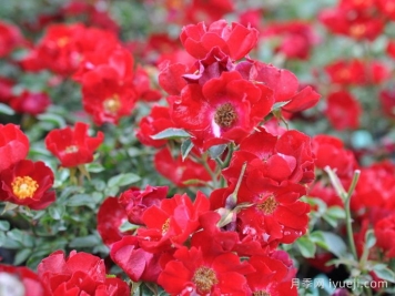 皇家巴西诺月季/巴西诺月季Royal Bassino