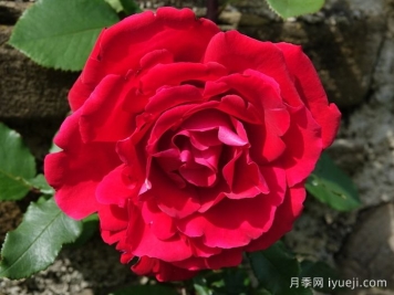 布达议员月季Senator Burda