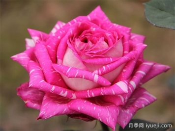 超世纪月季Tata Centenary