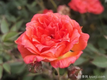 草裙舞女月季Hula Girl