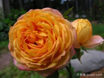 浪漫宝贝月季Baby Romantica