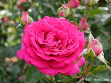 聪明选择月季/明智的选择月季Smart Choice