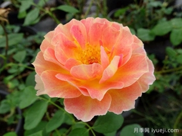 巴黎少女月季/巴黎女士月季La Parisienne