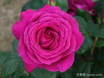 大紫光月季/大紫袍Big Purple